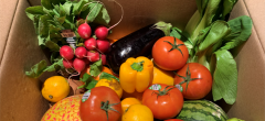 Reducing food waste, one box at a time