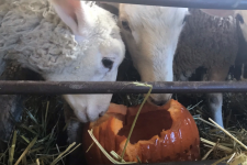How livestock benefit from donated Halloween pumpkins