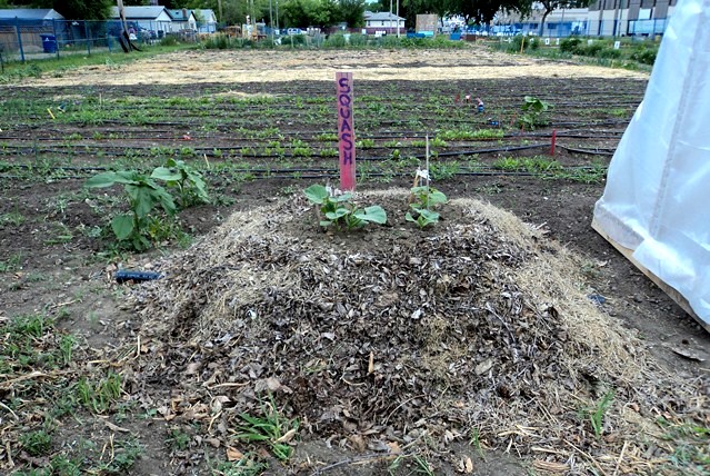 Squash growing on a compost heap