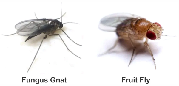 Fungus gnat vs. fruit fly
