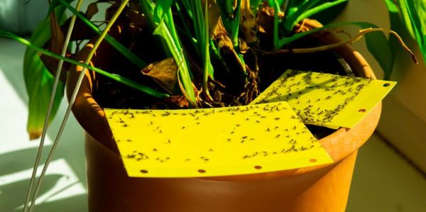 sticky traps for fungus gnats